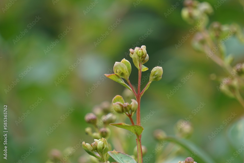 Lagerstroemia indica (Also known crape myrtle, crepe myrtle, queen crape myrtle, bungur, jarul, banaba). This plant are often planted both privately and commercially as ornamentals. Lagerstroemia indica (Also known crape myrtle, crepe myrtle, queen crape myrtle, bungur, jarul, banaba). This plant are often planted both privately and commercially as ornamentals.