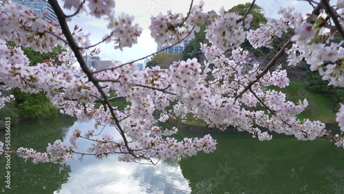 Sakura blossom near Imperial Palace in Tokyo, springtime in Japan, sightseeing in Japanese capital with cherry trees in bloom at the moat at Chidorigafuchi Park photo