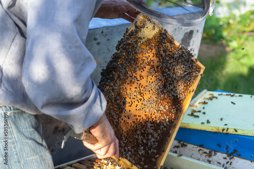 Beekeeper who checks the condition of his hives in the apiary