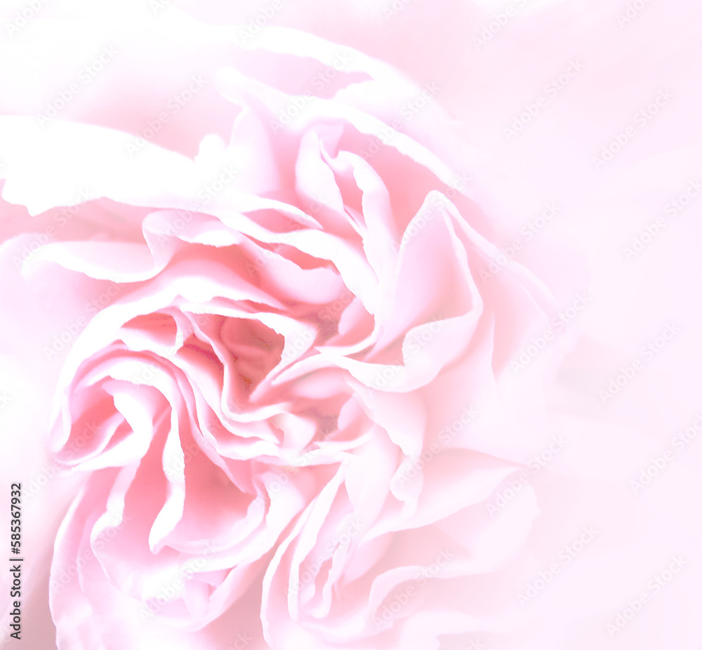 Różowy kwiat płatki tło