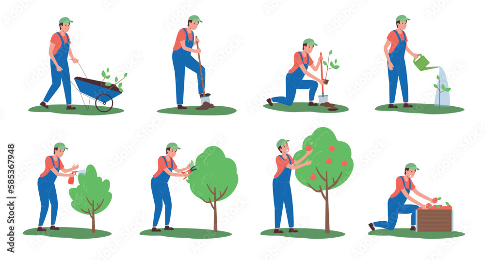 A set of illustrations of planting and caring for apple trees in stages. Vector, flat. A man carries seedlings in a wheelbarrow, digs a hole,planting a tree, watering, growing and harvesting isolated