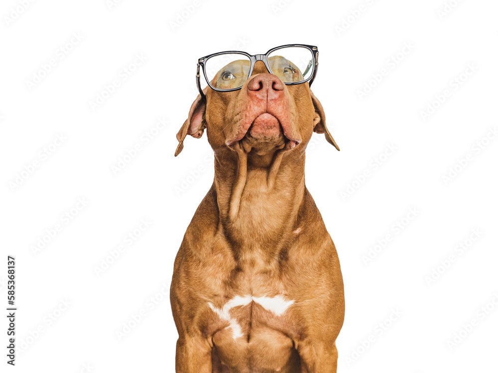 Cute, serious puppy and glasses. Business style. Closeup, indoors. Day light, studio photo. Isolated background. Concept of care, education, training and raising pets Cute, serious puppy and glasses. Business style. Closeup, indoors. Day light, studio photo. Isolated background. Concept of care, education, training and raising pets