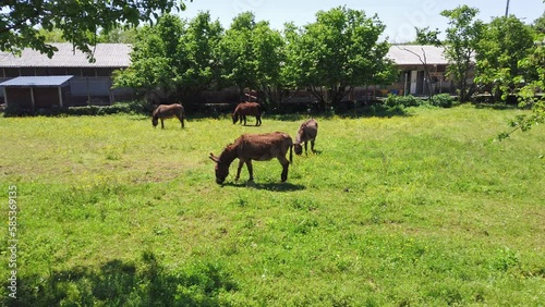 Group of grazing donkeys in a farm on a sunny springtime morning