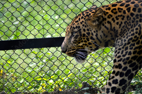 leopard in zoo