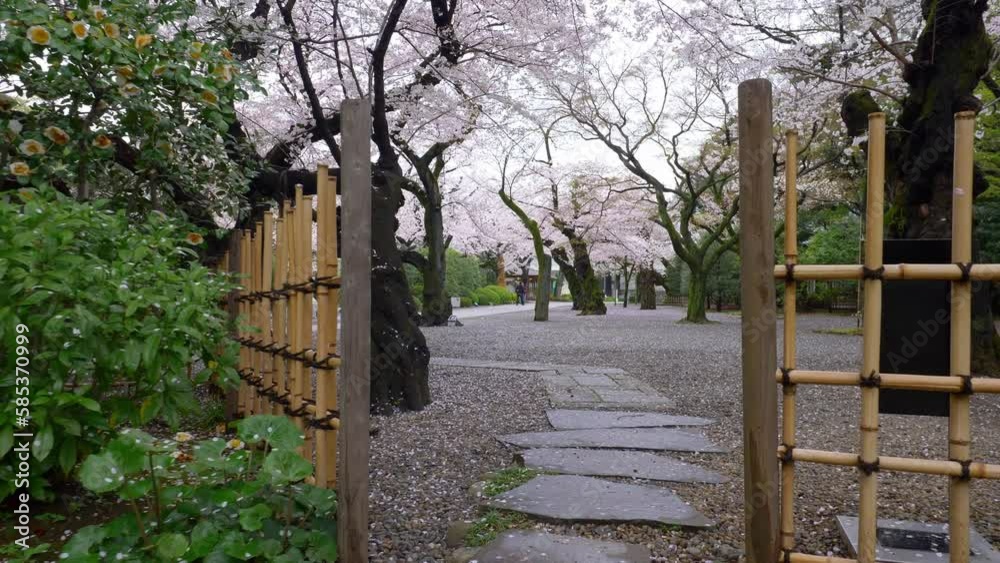 Japanese garden in spring with blooming sakura in Tokyo. Cherry trees in bloom in tranquil zen like Japanese garden. Gimbal shot. Japanese garden in spring with blooming sakura in Tokyo. Cherry trees in bloom in tranquil zen like Japanese garden. Gimbal shot.