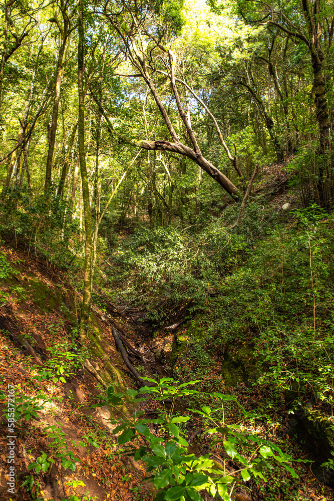 Wald unterhalb des Aussichtspunkes Mirador Cruz del Carmen im An Wald unterhalb des Aussichtspunkes Mirador Cruz del Carmen im An