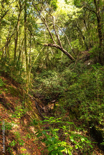 Wald unterhalb des Aussichtspunkes Mirador Cruz del Carmen im An