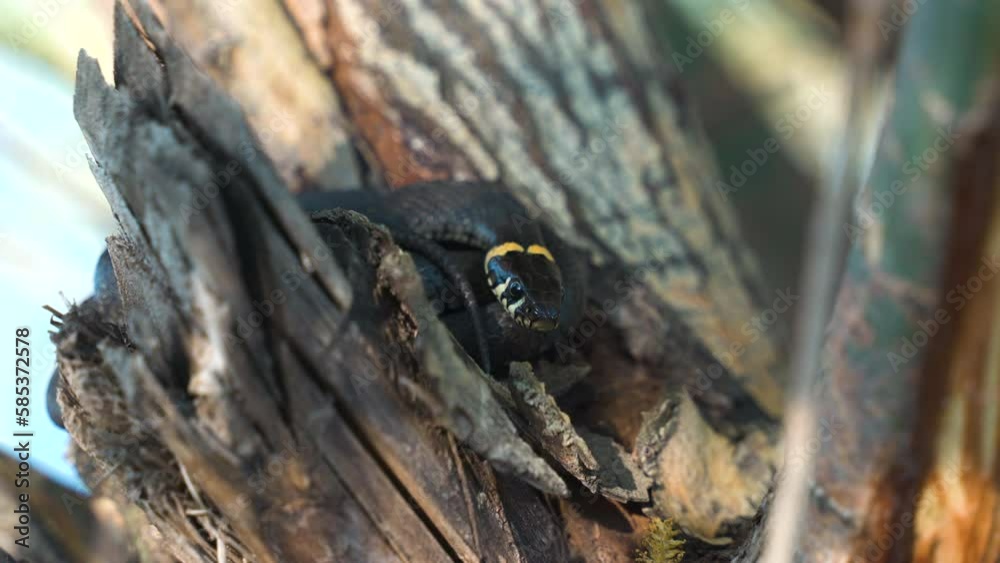Black and yellow snake, Amur Coluber is sliding up on the tree branch. Russian forest Black and yellow snake, Amur Coluber is sliding up on the tree branch. Russian forest