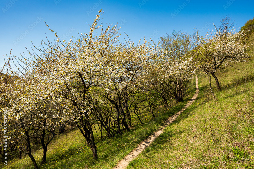 Path leading through an orchard with flowering fruit trees on the 