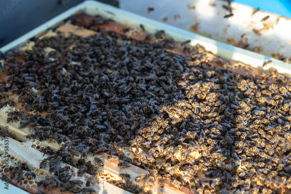 honey bees working on frames with honey in a hive full of delicious and healthy product honey bees working on frames with honey in a hive full of delicious and healthy product
