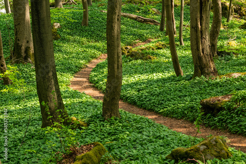 Picturesque path in a spring forest through a green field of wild garlic (Allium ursinum), lined with beeches and other deciduous trees, Saubrink/Oberberg nature reserve, Ith, Ith-Hils-Weg, Germany