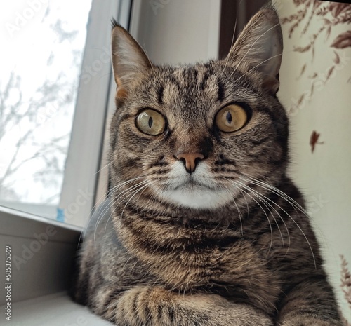 cat on the window