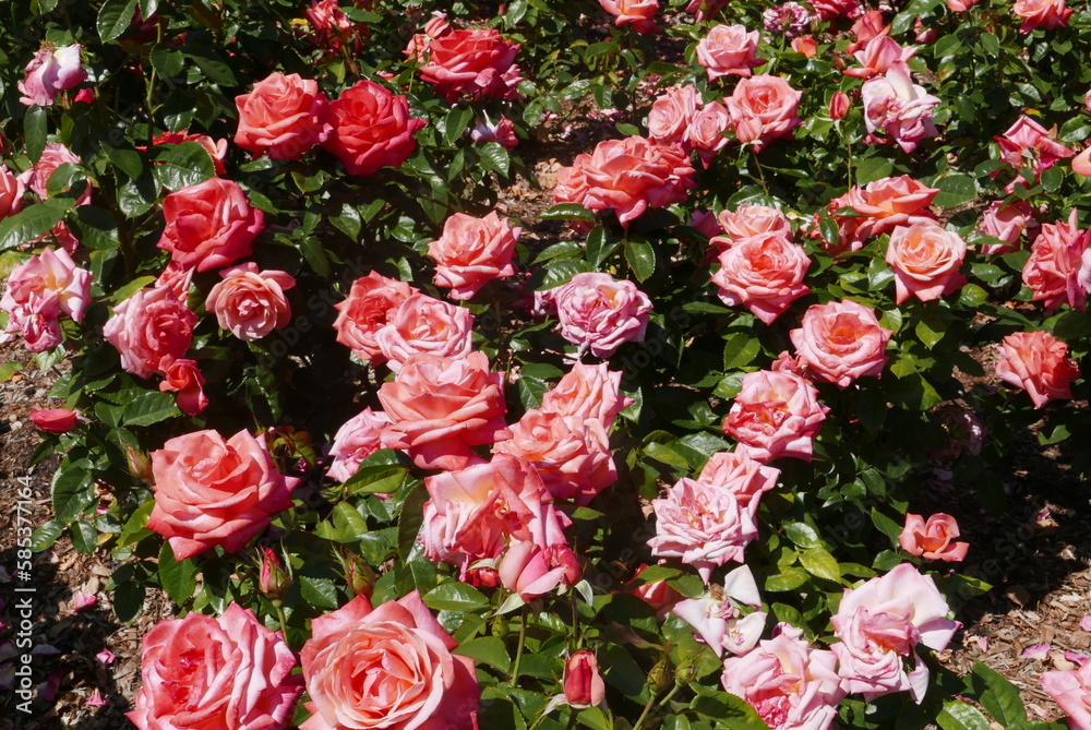 Rosier en fleurs en été