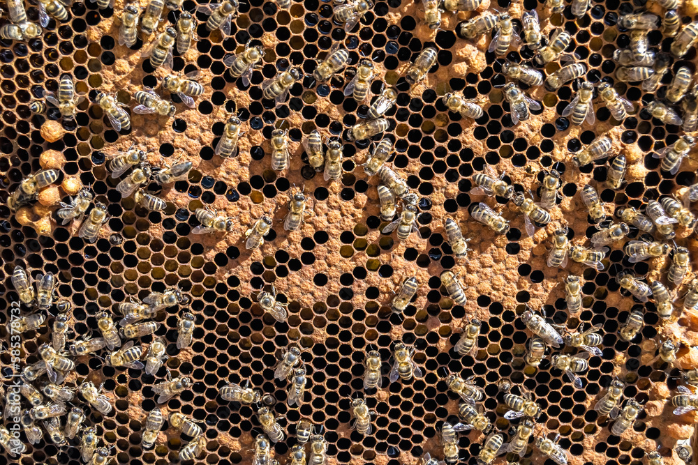 Abstract hexagon structure is honeycomb from bee hive filled Abstract hexagon structure is honeycomb from bee hive filled