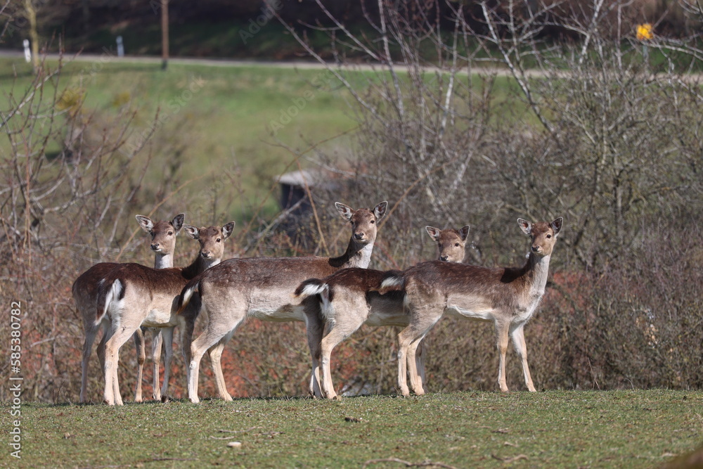 Roe deer at the edge of the forest