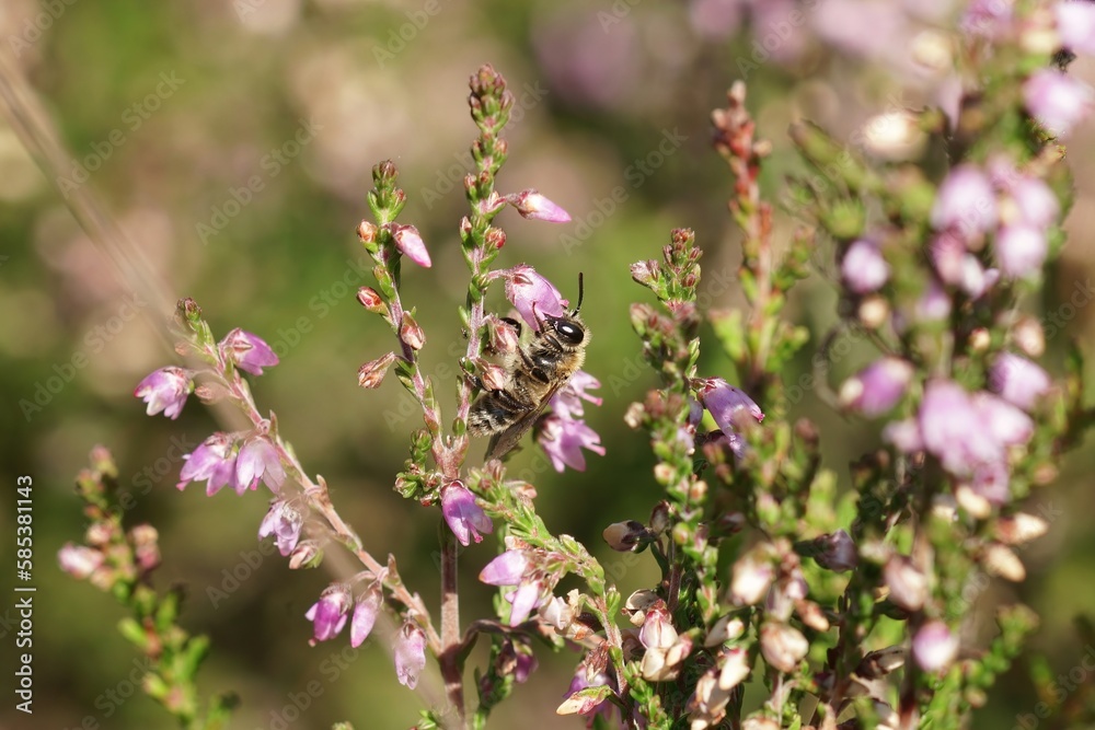 Closup on a female of the oligolectic Heather mining bee, Andrena fuscipes on purple flowers of Common Heat Closup on a female of the oligolectic Heather mining bee, Andrena fuscipes on purple flowers of Common Heat