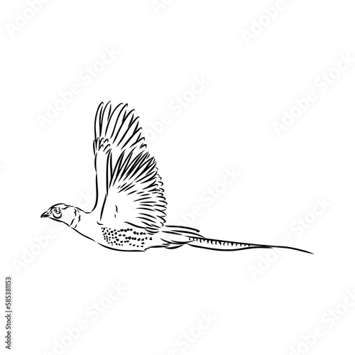 Hand drawn of an pheasant, sketch. Vector illustration isolated on a white background.