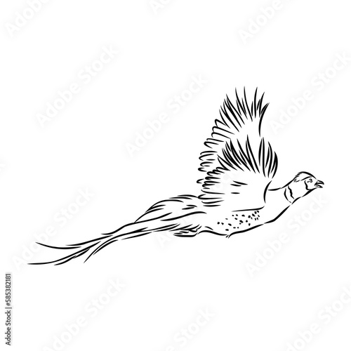Hand drawn of an pheasant, sketch. Vector illustration isolated on a white background.