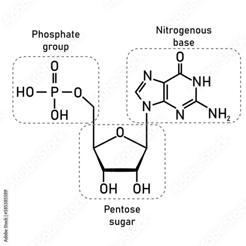 Chemical structure of DNA nucleotide. Three parts of a nucleotide. Phosphate group, pentose sugar and nitrogenous base. Nucleic acids. Vector illustration isolated on white background.