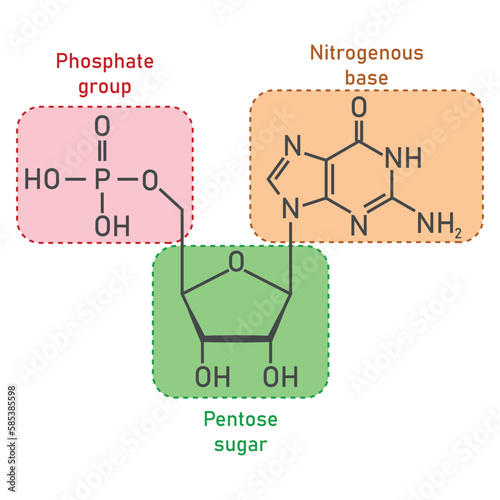 Chemical structure of DNA nucleotide. Three parts of a nucleotide. Phosphate group, pentose sugar and nitrogenous base. Nucleic acids. Vector illustration isolated on white background.