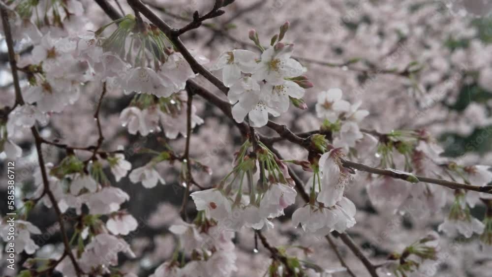 満開のさくらに雨が降る様子 満開のさくらに雨が降る様子