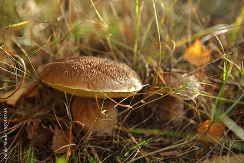 Fototapeta Naklejka Na Ścianę i Meble -  Cep mushroom in the forest, Bieszczady Mountains, Poland