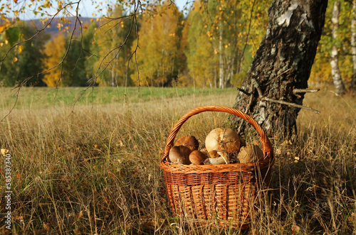 Basket of mushrooms in the forest, Bieszczady Mountains, 