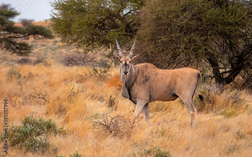 A common eland bull (Taurotragus oryx) is the largest antelope in Southern Africa. This beautiful animal was captured on a game farm adjoining the Mokala national Park, Free State.