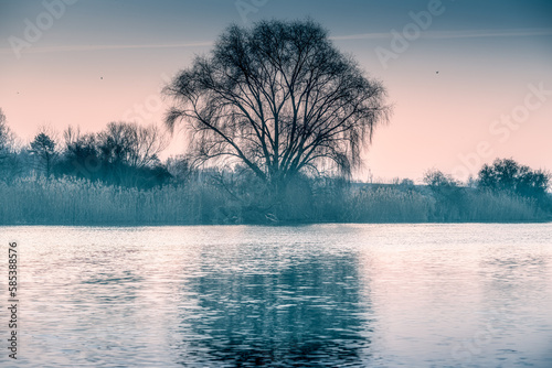 sylwetka wielkiego drzewa nad rzeką