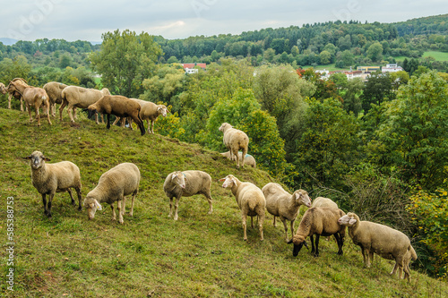 Schafherde auf Hügel vor Industriegebiet  © lebaer