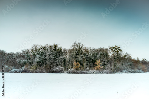 zimowy pejzaż z drzewami na dużej panoramie