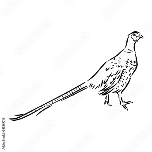 Hand drawn of an pheasant, sketch. Vector illustration isolated on a white background.