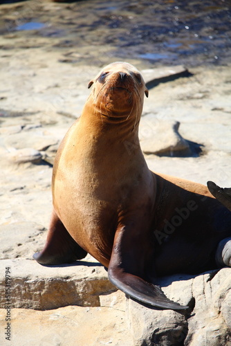 Robben und Seelöwe in San Diego am Pazifik, Kalifornien (California), USA, Amerika