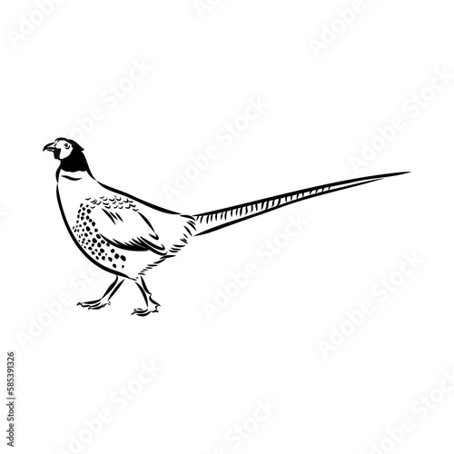 Hand drawn of an pheasant, sketch. Vector illustration isolated on a white background.