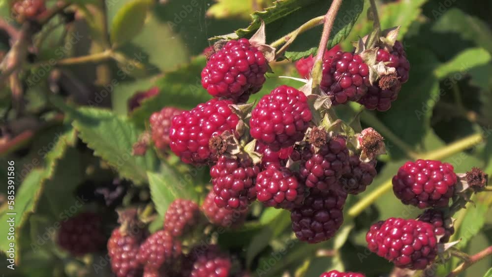 ripe blackberry..blackberry plantation, raspberries on a branch with leaves ripe blackberry..blackberry plantation, raspberries on a branch with leaves
