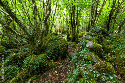 Hiking path trough a forest with lush green foliage, lined by moss-covered rocks, The Burren National Park, County Clare, Ireland