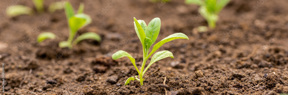 Fototapeta premium Matthiola incana. Stock flower seedlings planted in a garden bed. Cold hardy annual cut flowers. Scented stock banner.