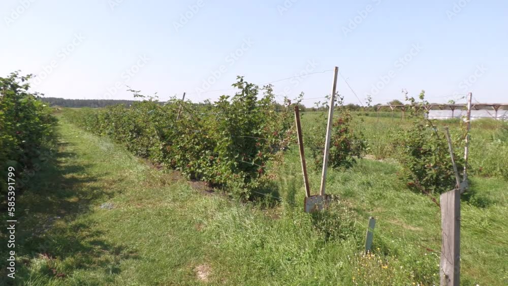 ripe blackberry..blackberry plantation, raspberries on a branch with leaves