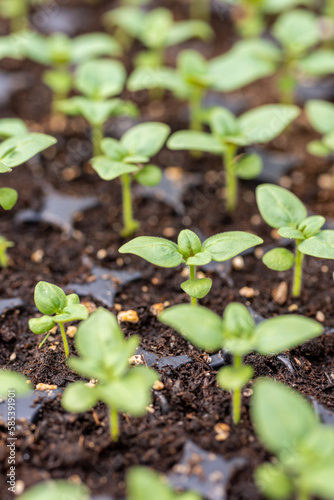 Young Snapdragon flower seedlings in their propagation tray. Cut flower garden DIY. Plant seedlings.