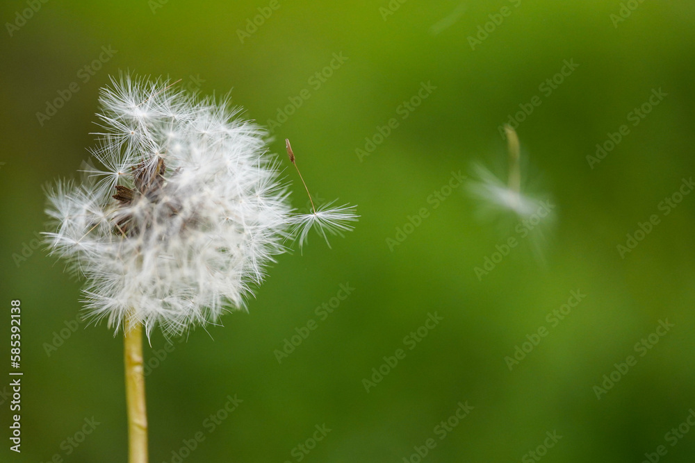 Fototapeta premium 飛んでいくタンポポの綿毛