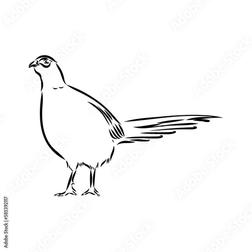 Hand drawn of an pheasant  sketch. Vector illustration isolated on a white background.