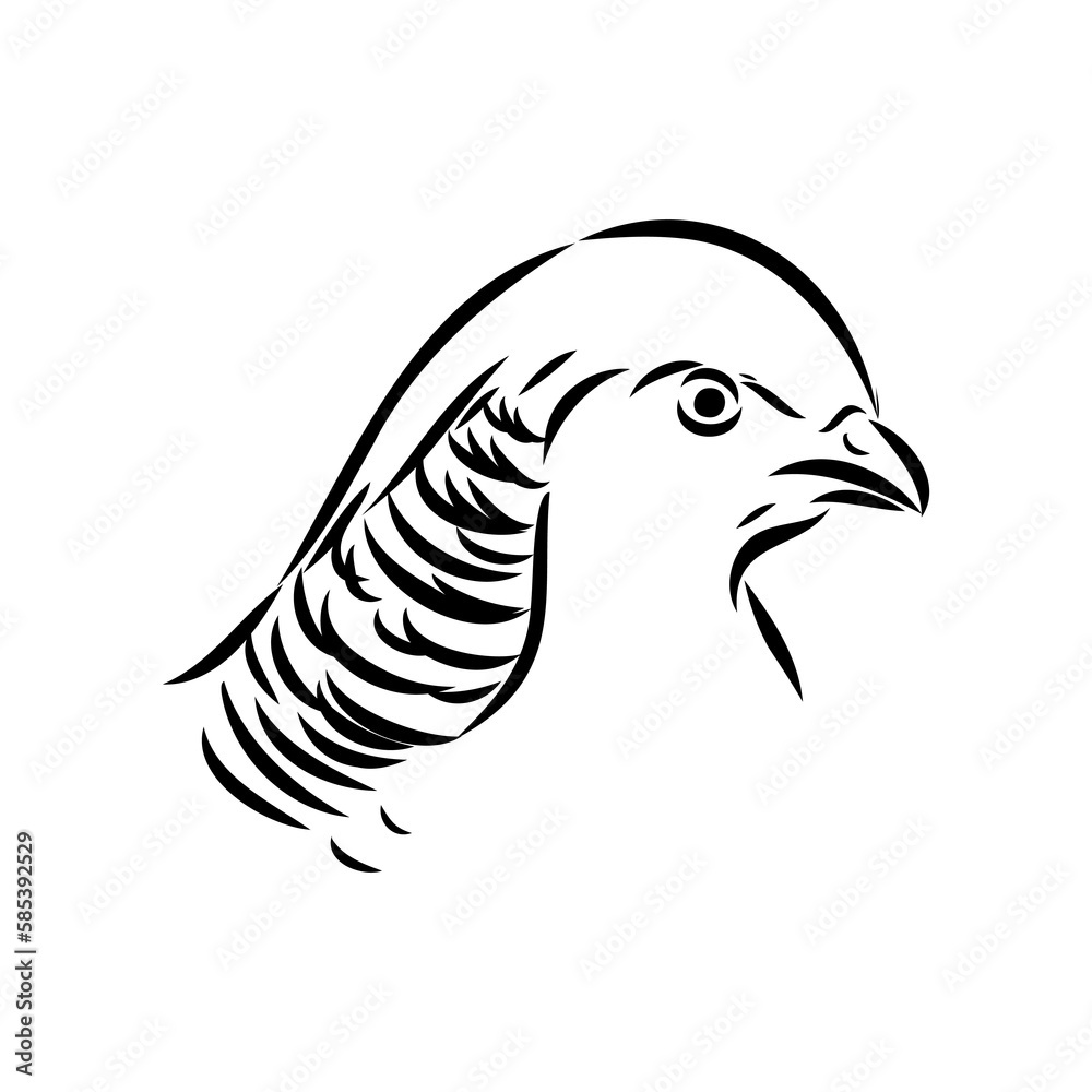 Obraz premium Hand drawn of an pheasant, sketch. Vector illustration isolated on a white background.