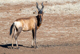 A  guarded red hartebeest (Alcelaphus caama) at Stofdam bird hide, Mokala National Park, Free State, South Africa.