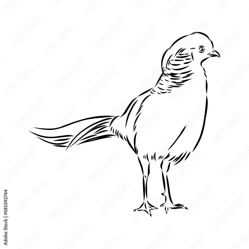 Obraz premium Hand drawn of an pheasant, sketch. Vector illustration isolated on a white background.