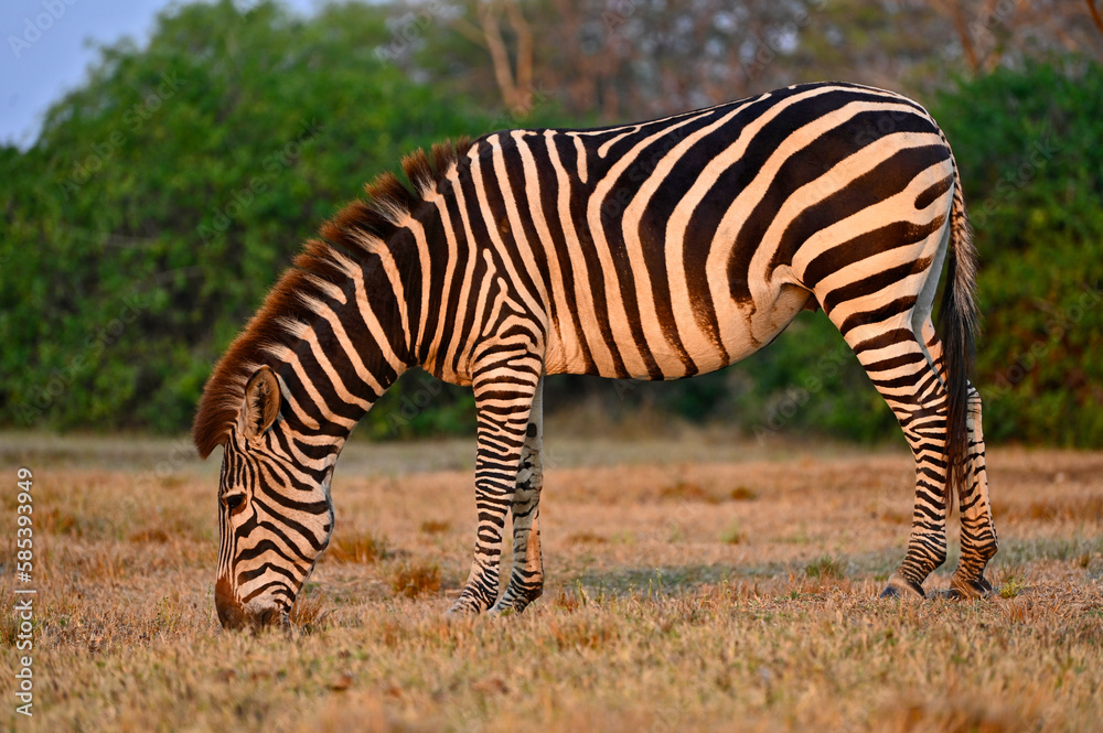 A grazing Zebra at Pazuri Outdoor Park, close by Lusaka in Zambia. A grazing Zebra at Pazuri Outdoor Park, close by Lusaka in Zambia.