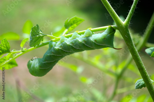 Invasive green Tobacco Hornworm eating a tomato plant