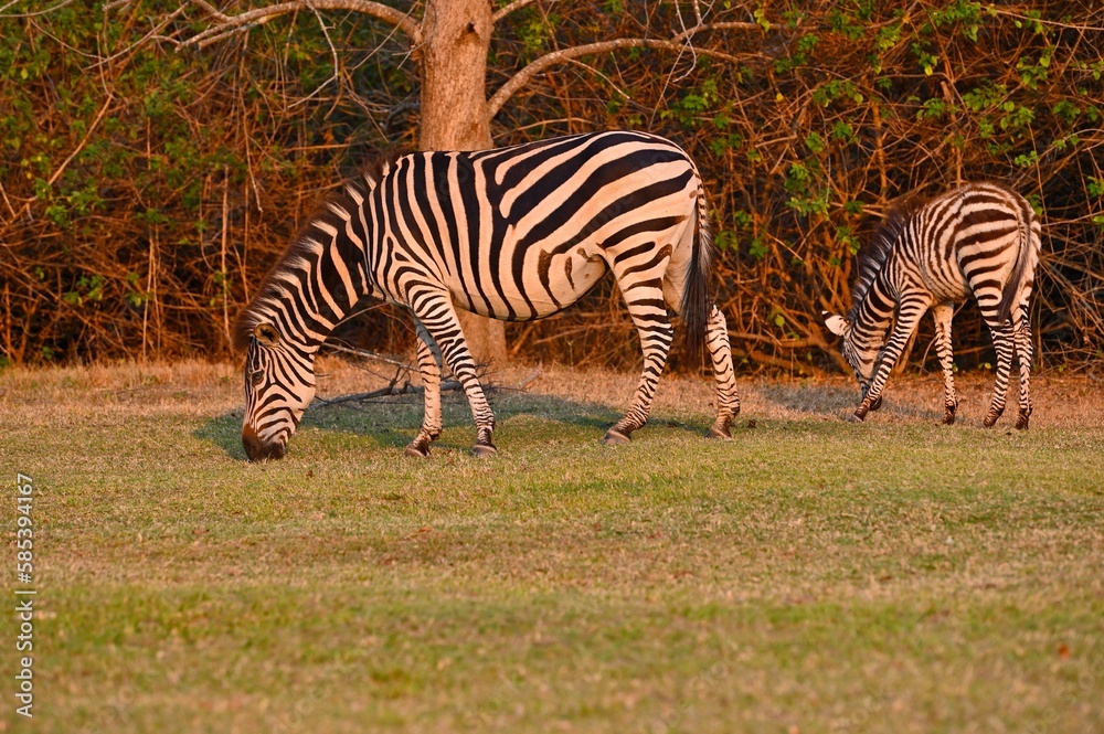 Obraz premium A Zebra and a young zebra calf walking and grazing at Pazuri Outdoor Park, close by Lusaka in Zambia