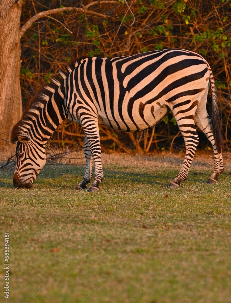 A grazing Zebra at Pazuri Outdoor Park, close by Lusaka in Zambia. A grazing Zebra at Pazuri Outdoor Park, close by Lusaka in Zambia.