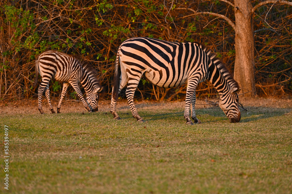 A Zebra and a young zebra calf walking and grazing at Pazuri Outdoor Park, close by Lusaka in Zambia A Zebra and a young zebra calf walking and grazing at Pazuri Outdoor Park, close by Lusaka in Zambia