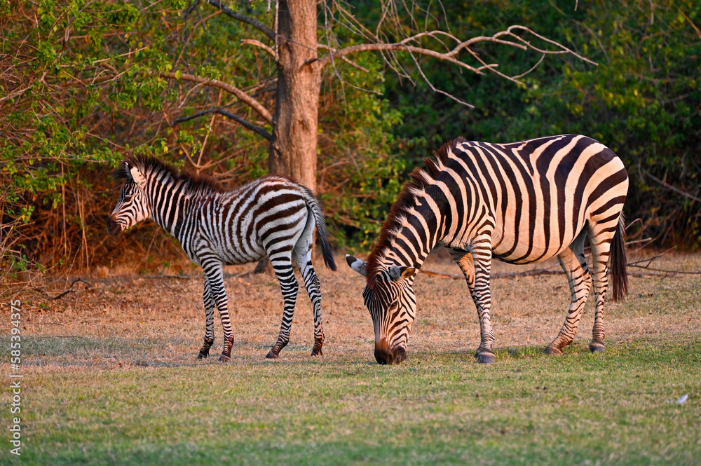 Fototapeta premium A Zebra and a young zebra calf walking and grazing at Pazuri Outdoor Park, close by Lusaka in Zambia